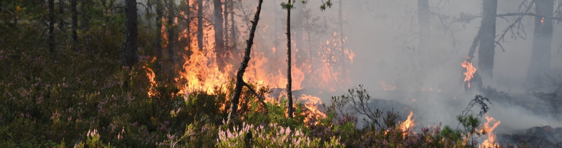 Skogsbrand. Lågor och rök stiger från markskiktet.